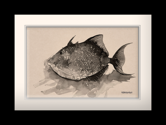 goat triggerfish