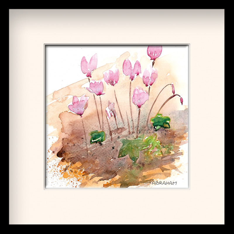 Cyclamens de Naples