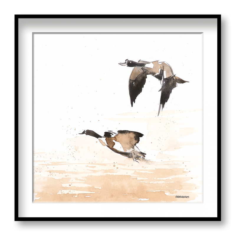 Shelducks in flight