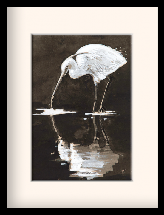 Aigrette Garzette