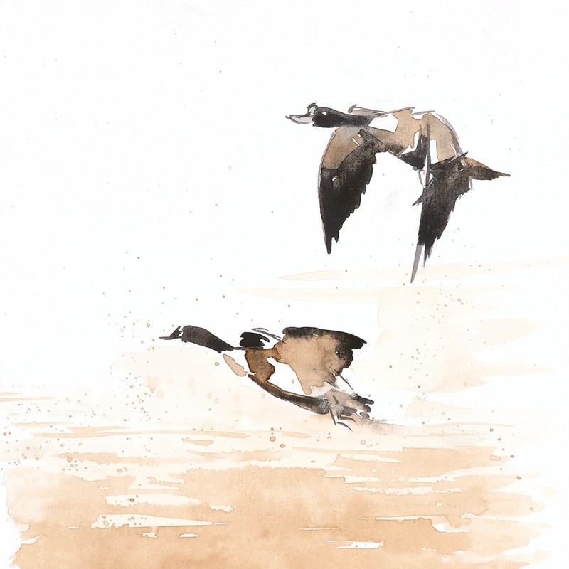 Shelducks in flight